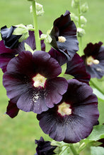 Load image into Gallery viewer, Perennial Hollyhocks Seeds Mix
