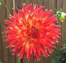 Load image into Gallery viewer, Bodacious Dahlia Tuber - BOD
