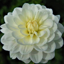 Load image into Gallery viewer, Bride To Be Dahlia Tuber
