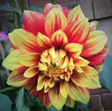 Load image into Gallery viewer, Dazzling Sun Dahlia Tuber
