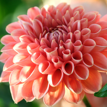 Load image into Gallery viewer, Linda&#39;s Baby Dahlia Tuber - LINB
