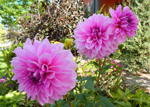 Load image into Gallery viewer, Lavender Perfection Dahlia Tuber
