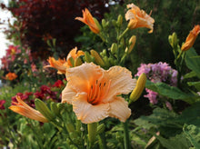 Load image into Gallery viewer, Hemerocallis Apricot Sparkles Reblooming Daylily
