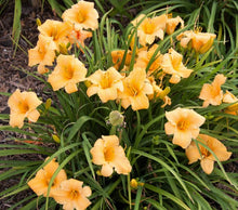 Load image into Gallery viewer, Hemerocallis Apricot Sparkles Reblooming Daylily
