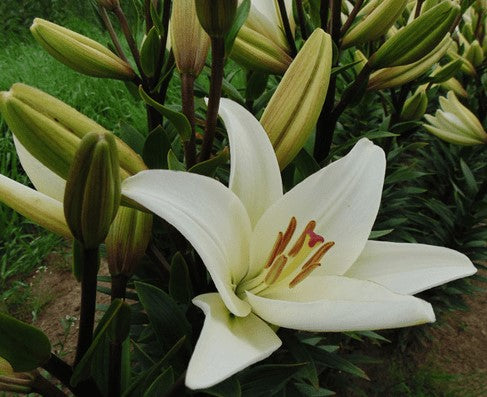 Lilium Bach Asiatic Lily