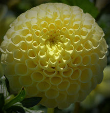 Load image into Gallery viewer, Little Scottie Dahlia Tuber
