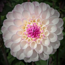 Load image into Gallery viewer, Lyn&#39;s Lousie Dahlia Tuber
