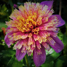 Load image into Gallery viewer, Mexico Dahlia Tuber
