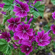 Load image into Gallery viewer, Perennial Malva Seeds Mix
