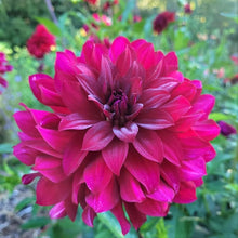 Load image into Gallery viewer, Mingus Plum Dahlia Tuber
