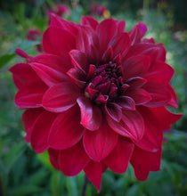 Load image into Gallery viewer, Mingus Plum Dahlia Tuber - MPLM
