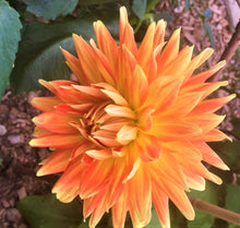 Load image into Gallery viewer, Motto Dahlia Tuber
