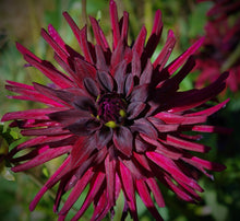 Load image into Gallery viewer, Nuit D’Ete Dahlia Tuber
