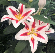 Load image into Gallery viewer, Big Smile Oriental Lily
