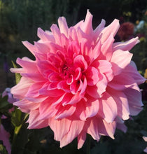 Load image into Gallery viewer, Otto&#39;s Thrill Dahlia Tuber
