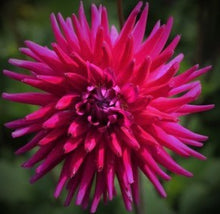 Load image into Gallery viewer, Purple Gem Dahlia Tuber
