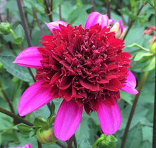 Load image into Gallery viewer, Poodle Skirt Dahlia Tuber
