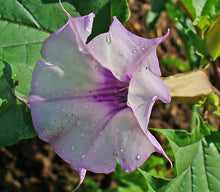 Load image into Gallery viewer, Purple Datura Seeds
