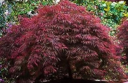 Red Dragon Maple Tree Seeds