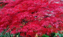 Load image into Gallery viewer, Red Dragon Maple Tree Seeds
