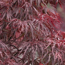 Load image into Gallery viewer, Red Dragon Maple Tree Seeds

