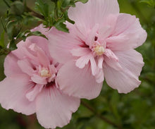 Load image into Gallery viewer, Perennial Chiffon Rose of Sharon Seeds Mix
