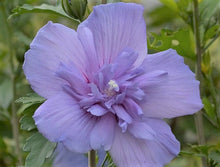 Load image into Gallery viewer, Perennial Chiffon Rose of Sharon Seeds Mix
