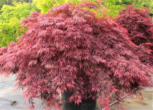 Load image into Gallery viewer, Red Dragon Japanese Maple Tree
