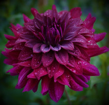 Load image into Gallery viewer, Rip City Dahlia Tuber
