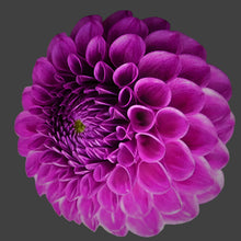Load image into Gallery viewer, Robann Royal Dahlia Tuber
