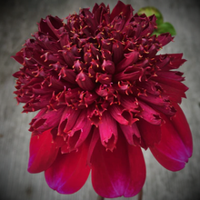 Load image into Gallery viewer, Dahlia Rock Star Tuber
