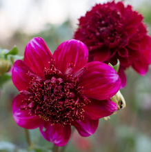 Load image into Gallery viewer, Dahlia Rock Star Tuber
