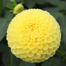 Load image into Gallery viewer, Ryecroft Laura Dahlia Tuber
