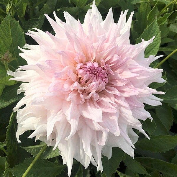 Shiloh Noelle Dahlia Tuber