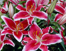 Load image into Gallery viewer, Starfighter Oriental Lily
