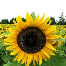 Load image into Gallery viewer, Sunflower Seeds Mix

