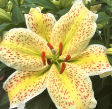 Load image into Gallery viewer, Tigermoon Oriental Lily
