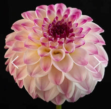Load image into Gallery viewer, CB Trevlove Dahlia Tuber
