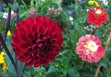 Load image into Gallery viewer, Viking Dahlia Tuber

