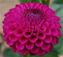 Load image into Gallery viewer, Hollyhill Violetta Dahlia Tuber
