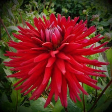 Load image into Gallery viewer, Weston Pirate Dahlia Tuber
