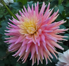 Load image into Gallery viewer, Wyn&#39;s Ballerina Belle Dahlia Tuber
