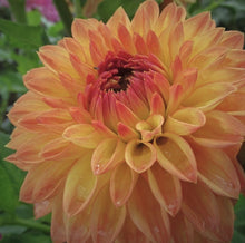 Load image into Gallery viewer, Woodland Wondrous Dahlia Tuber
