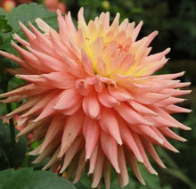 Load image into Gallery viewer, Wyn&#39;s Ballerina Belle Dahlia Tuber
