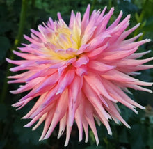 Load image into Gallery viewer, Wyn&#39;s Ballerina Belle Dahlia Tuber
