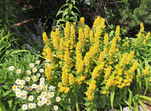 Load image into Gallery viewer, Yellow Loosestrife
