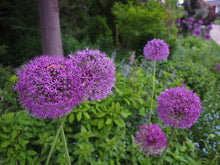 Load image into Gallery viewer, Bulbous Perennial Allium Seeds, Plants
