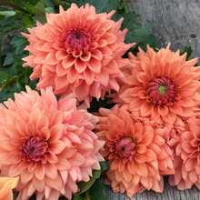 Load image into Gallery viewer, Terracotta Dahlia Tuber
