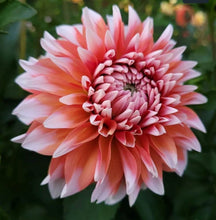 Load image into Gallery viewer, A La Mode Dahlia Tuber
