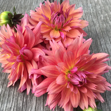 Load image into Gallery viewer, Sonic Bloom Dahlia Tuber
